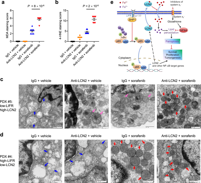 靶向−NF-κB−Lcn 2轴调控肝脏肿瘤发生及易受累性 - ELISA试剂盒,酶免试剂盒,酶联免疫吸附试验, ELISA实验,ELISA,双 ...